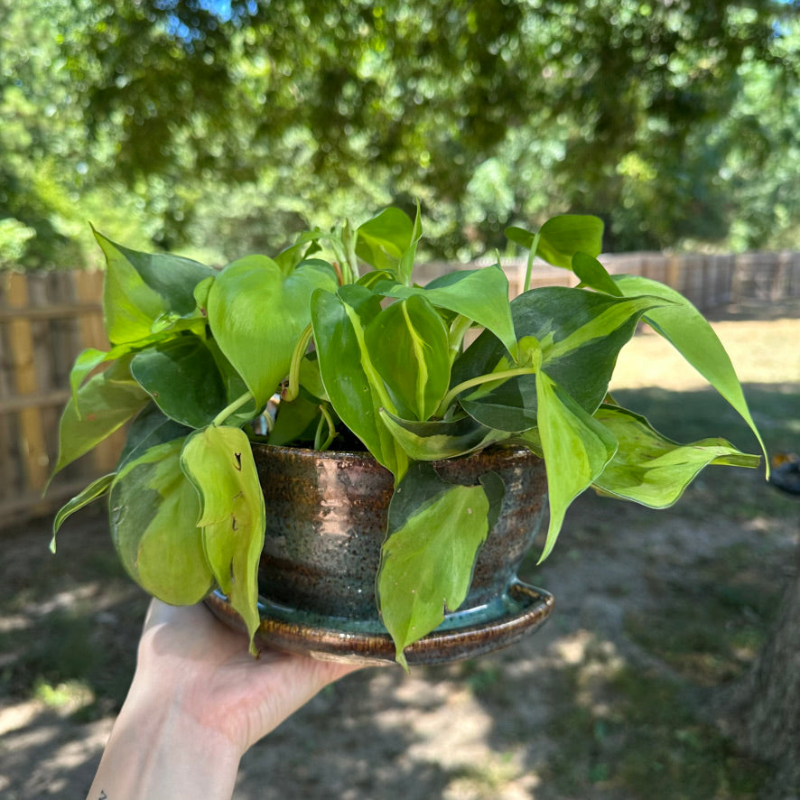 Bookend Planter